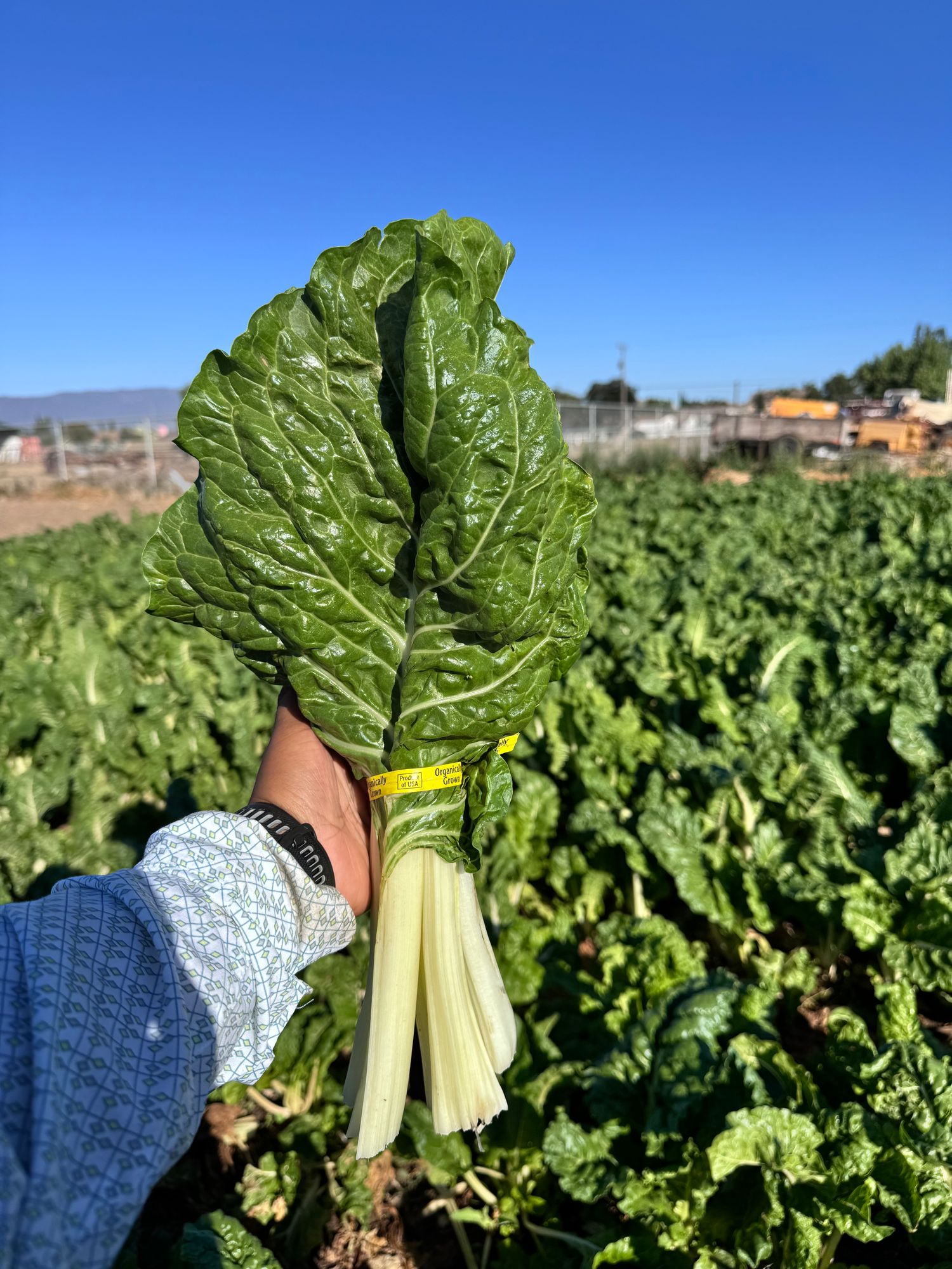 Chard (OG) - Green, bunched