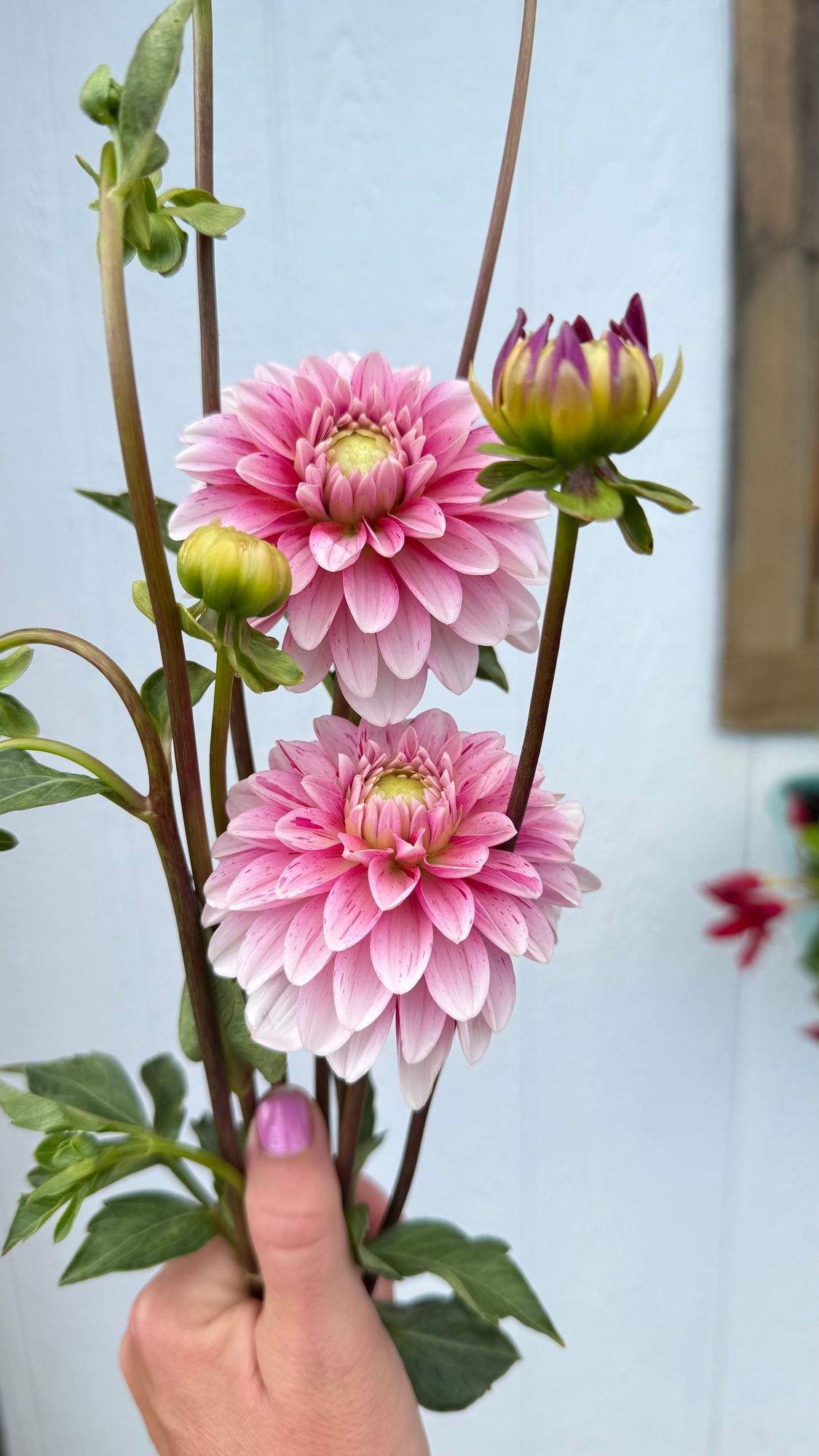 DAHLIA Strawberry Cream