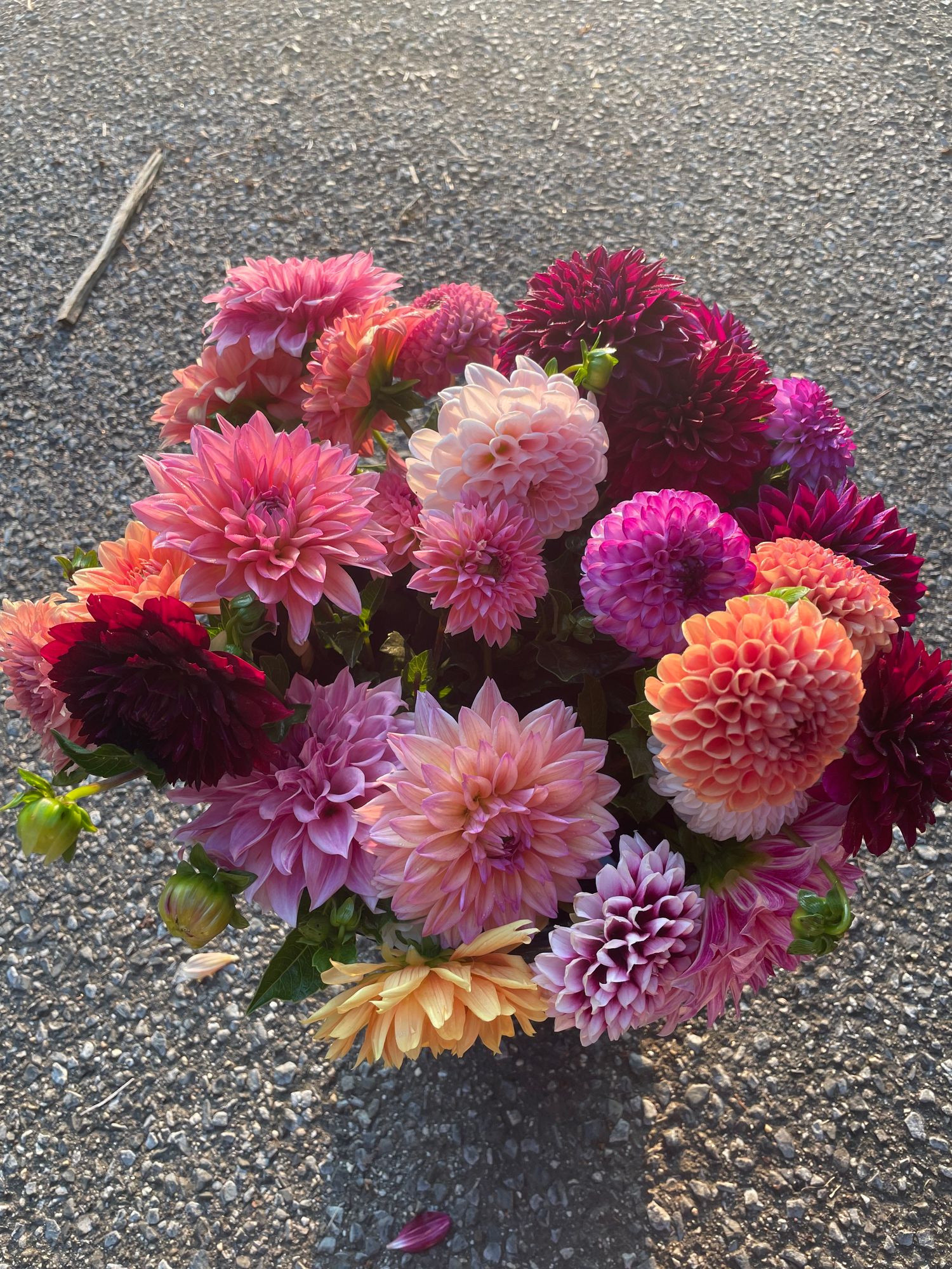DAHLIA