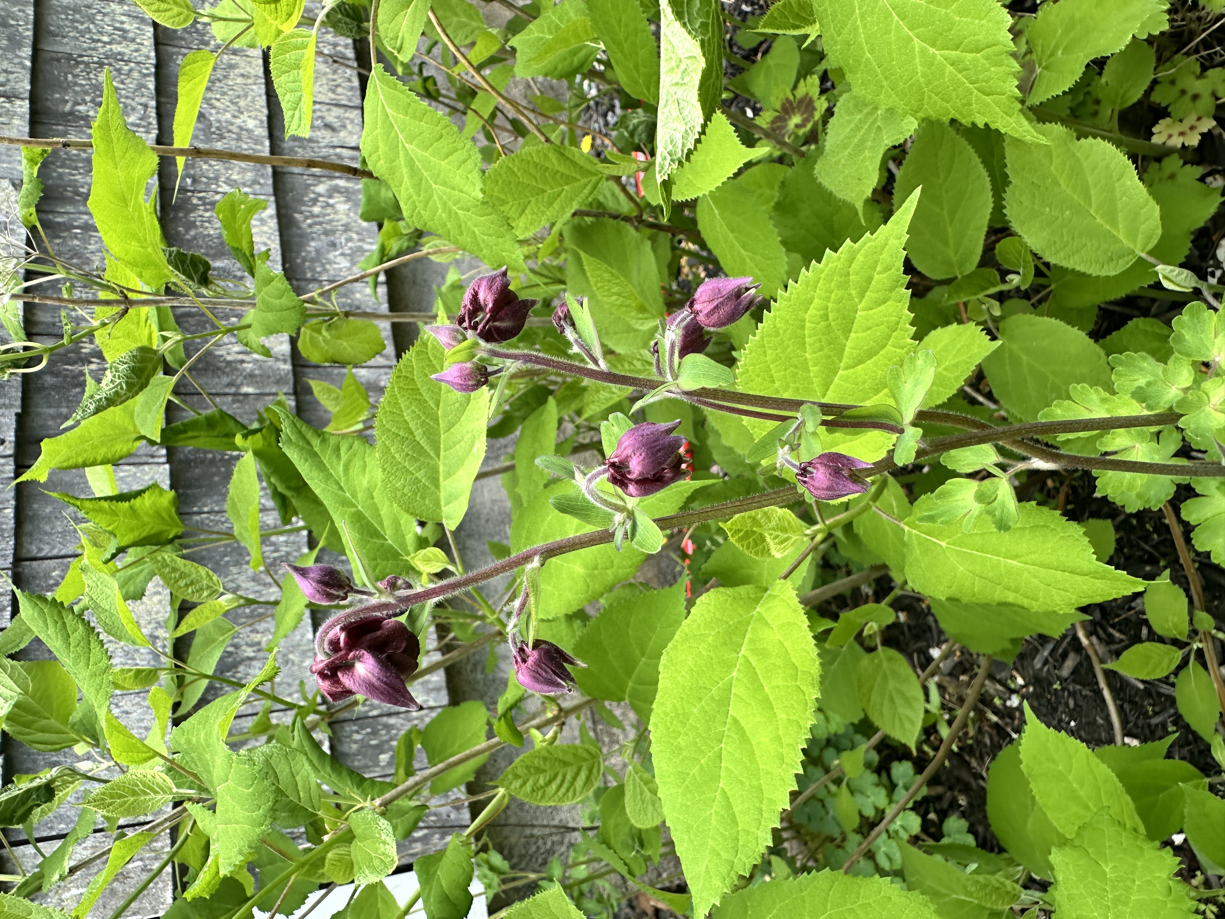 AQUILEGIA vulgaris var. stellata Ruby Port