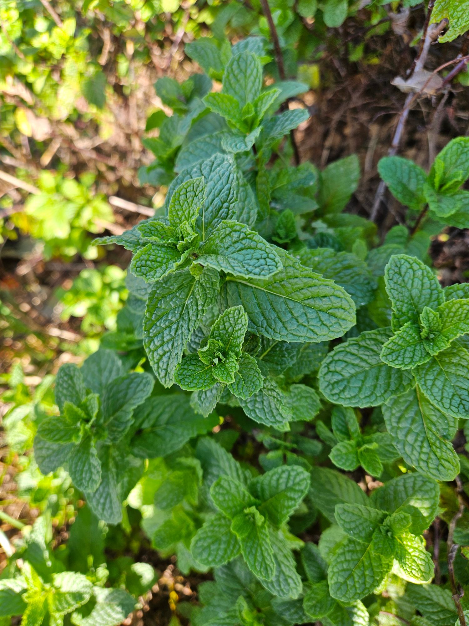 MENTHA spicata Kentucky Colonel