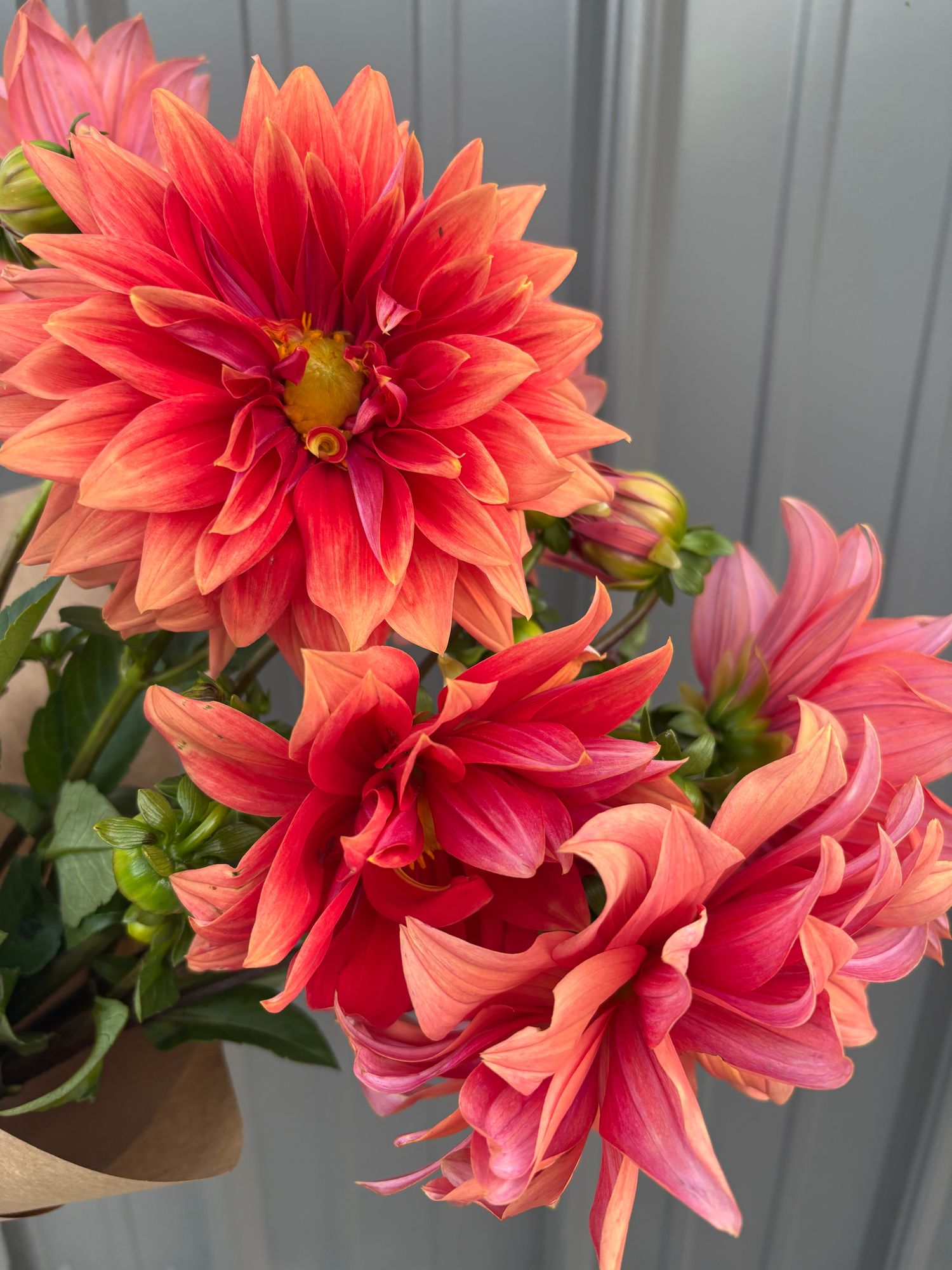 DAHLIA Dinner Plate