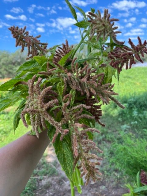 AMARANTHUS caudatus Coral Fountains