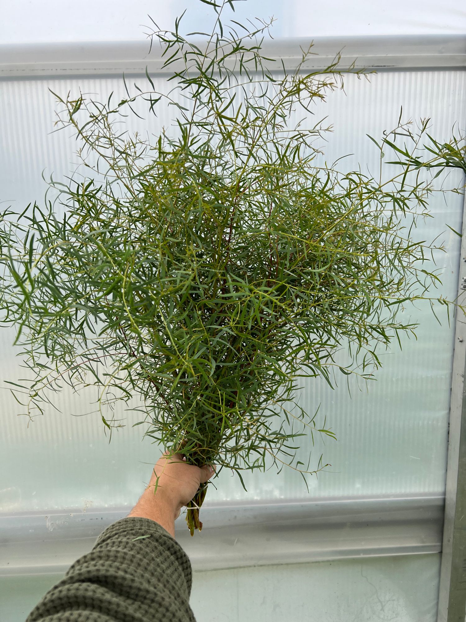 EUCALYPTUS nicholii