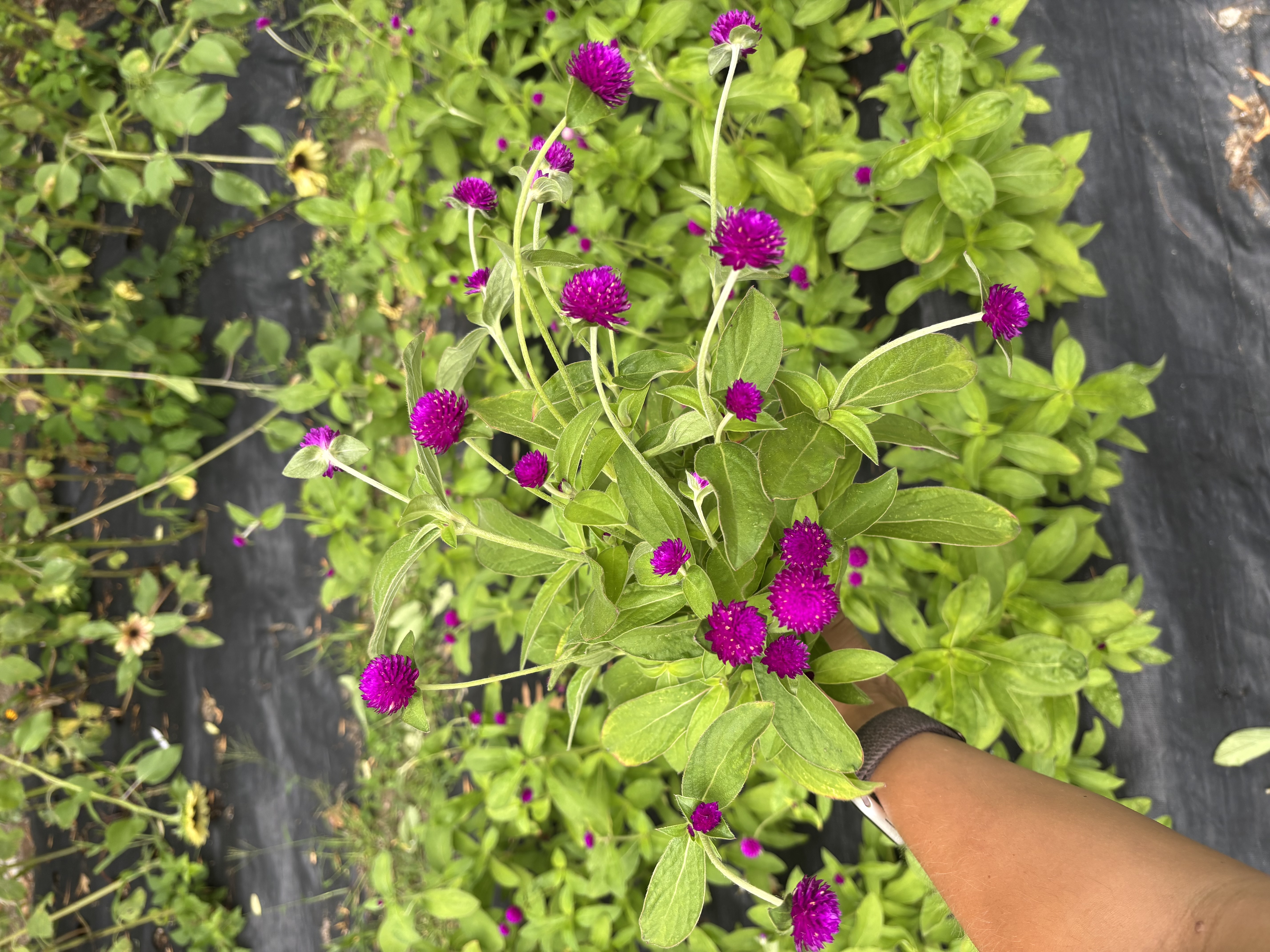 GOMPHRENA globosa Audray Purple-Red