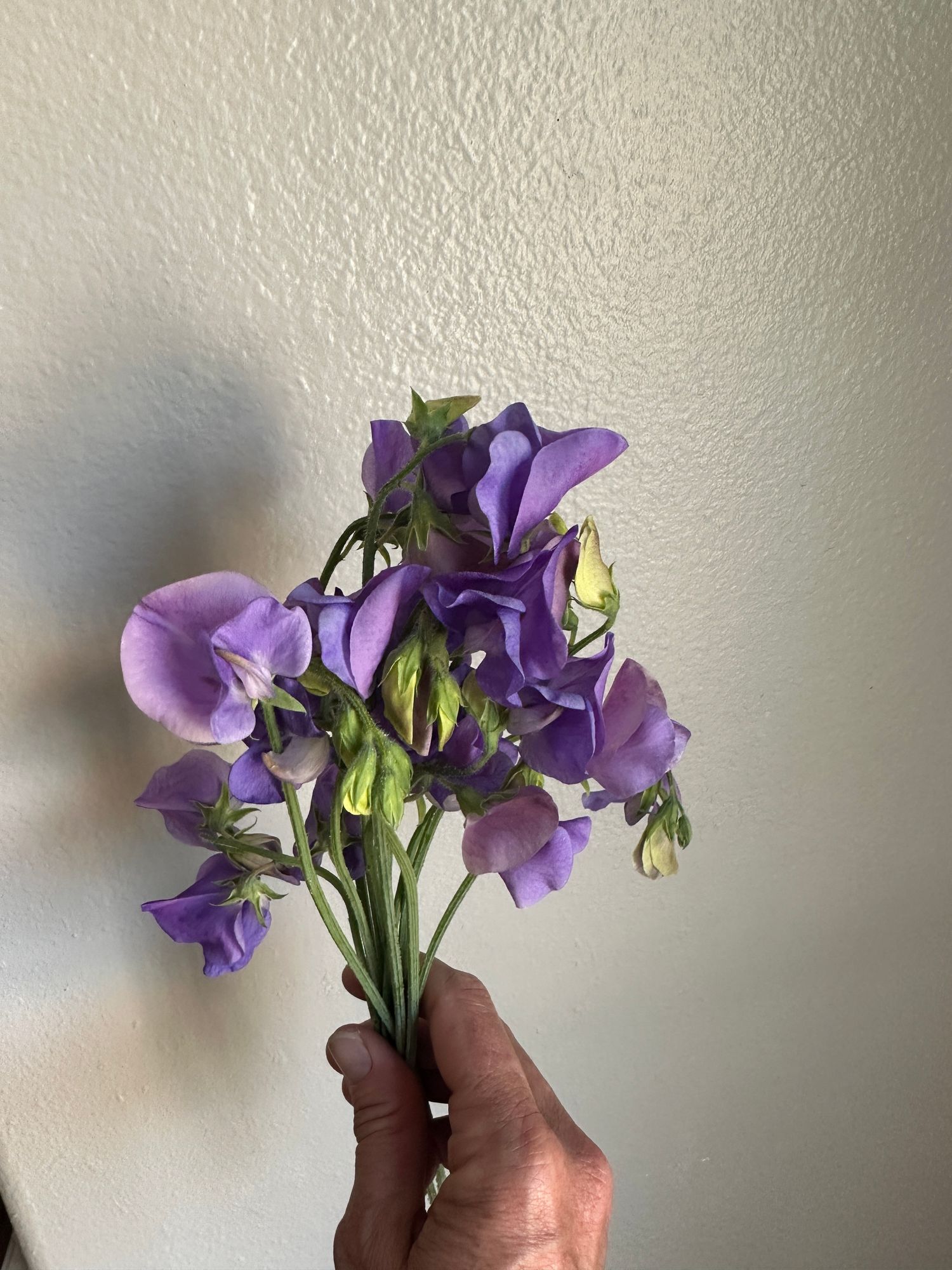 LATHYRUS odoratus