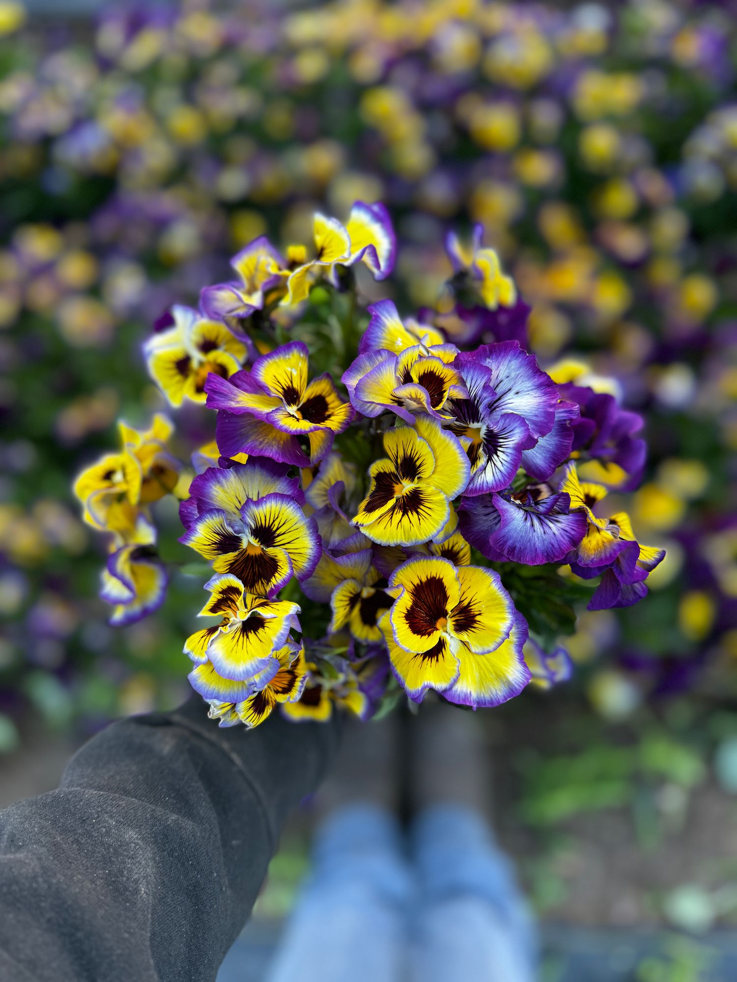 VIOLA x wittrockiana Frizzle Sizzle Yellow-Blue Swirl