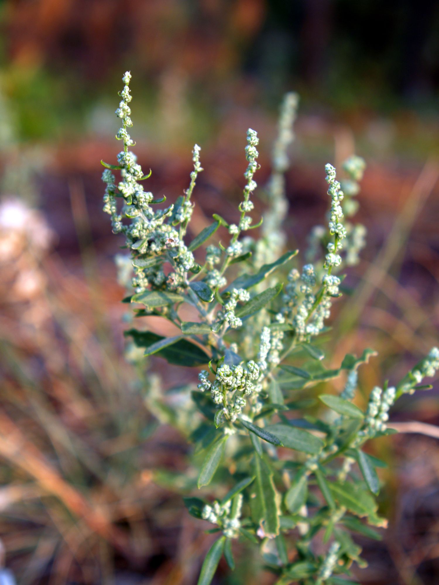 CHENOPODIUM album