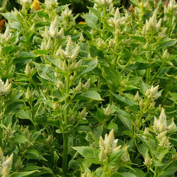 CELOSIA argentea spicata Celway White