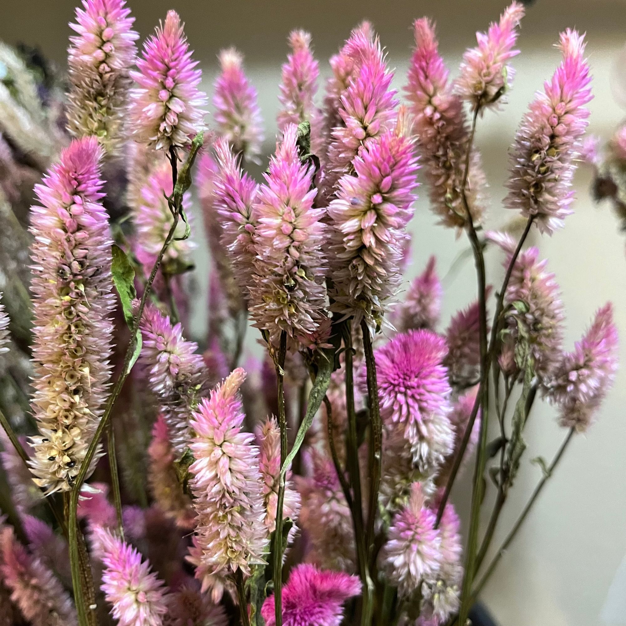 CELOSIA argentea spicata