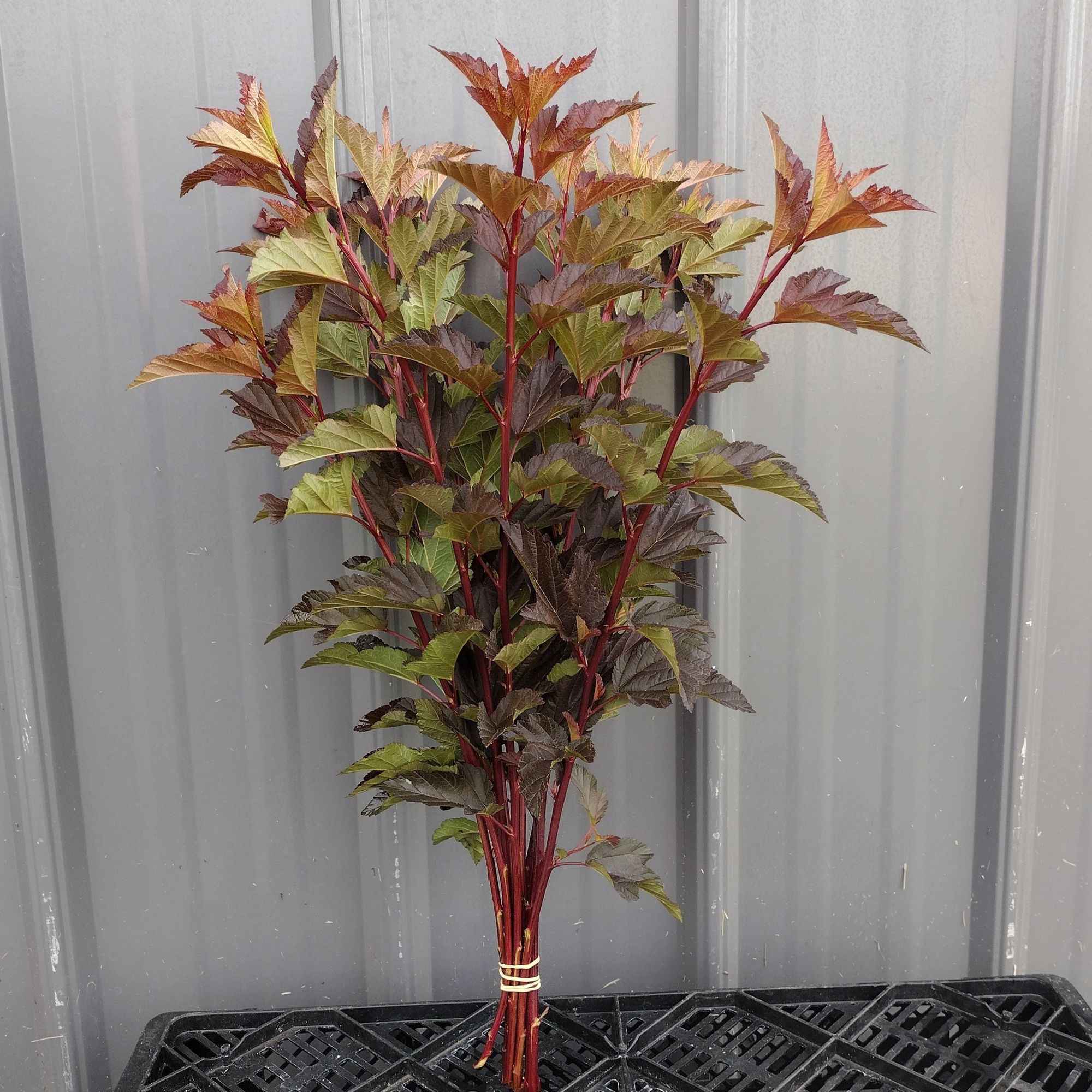 PHYSOCARPUS opulifolius