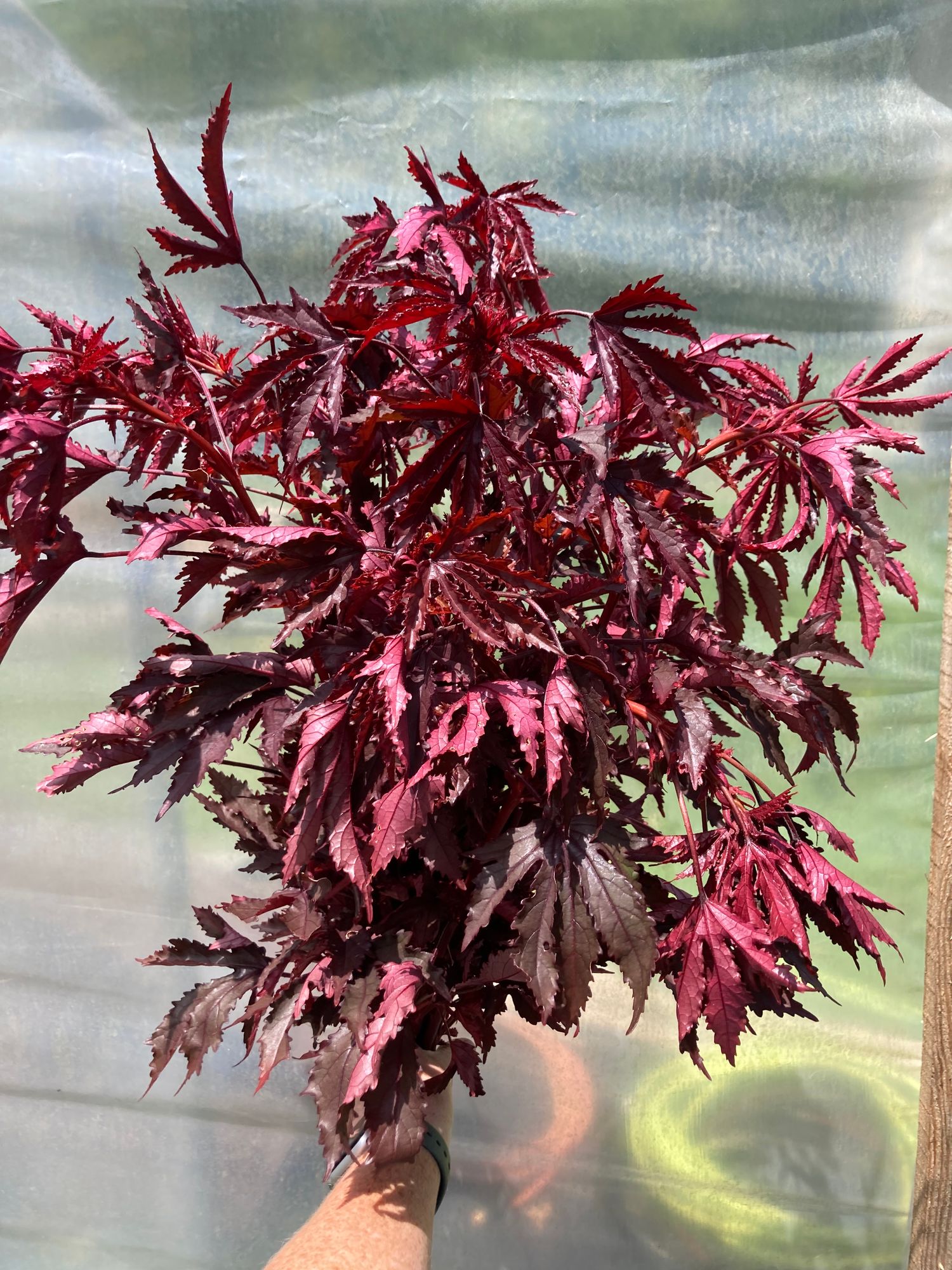 HIBISCUS acetosella