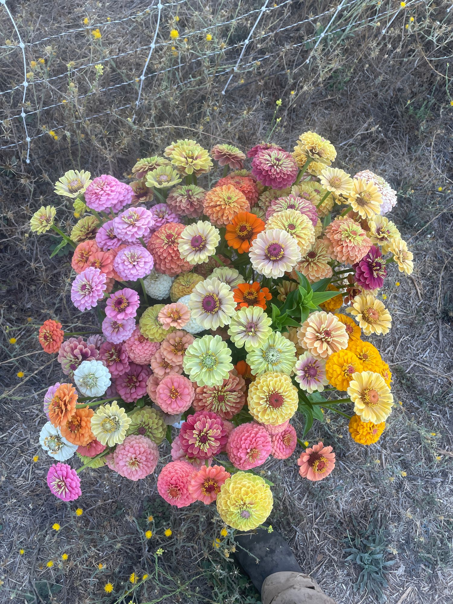 ZINNIA