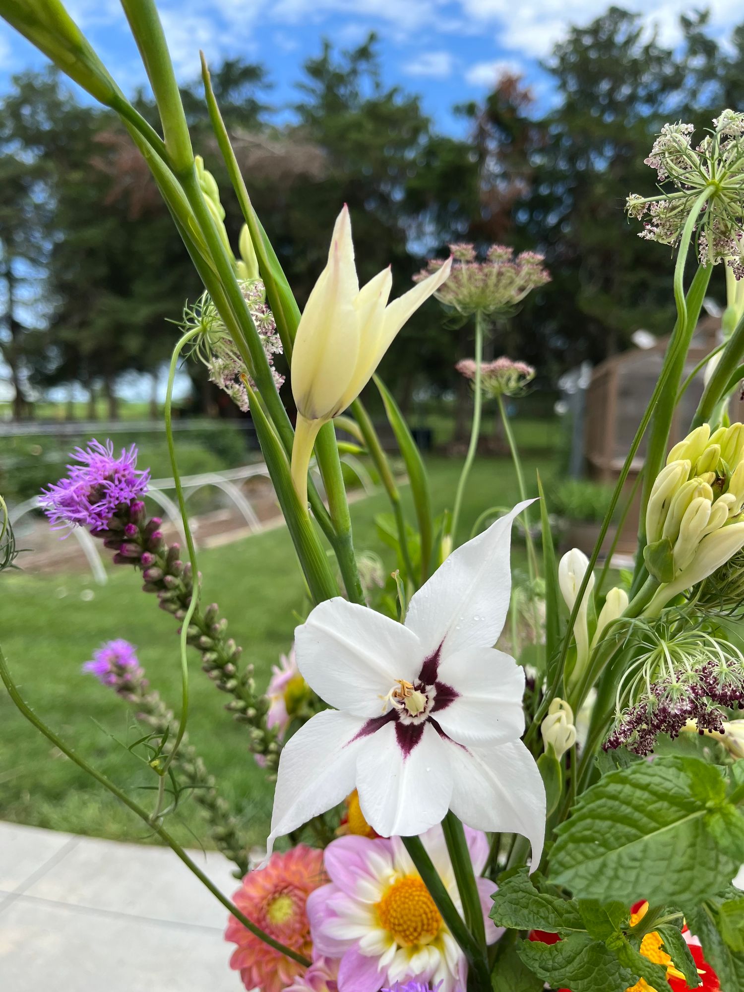 GLADIOLUS callianthus Murielae