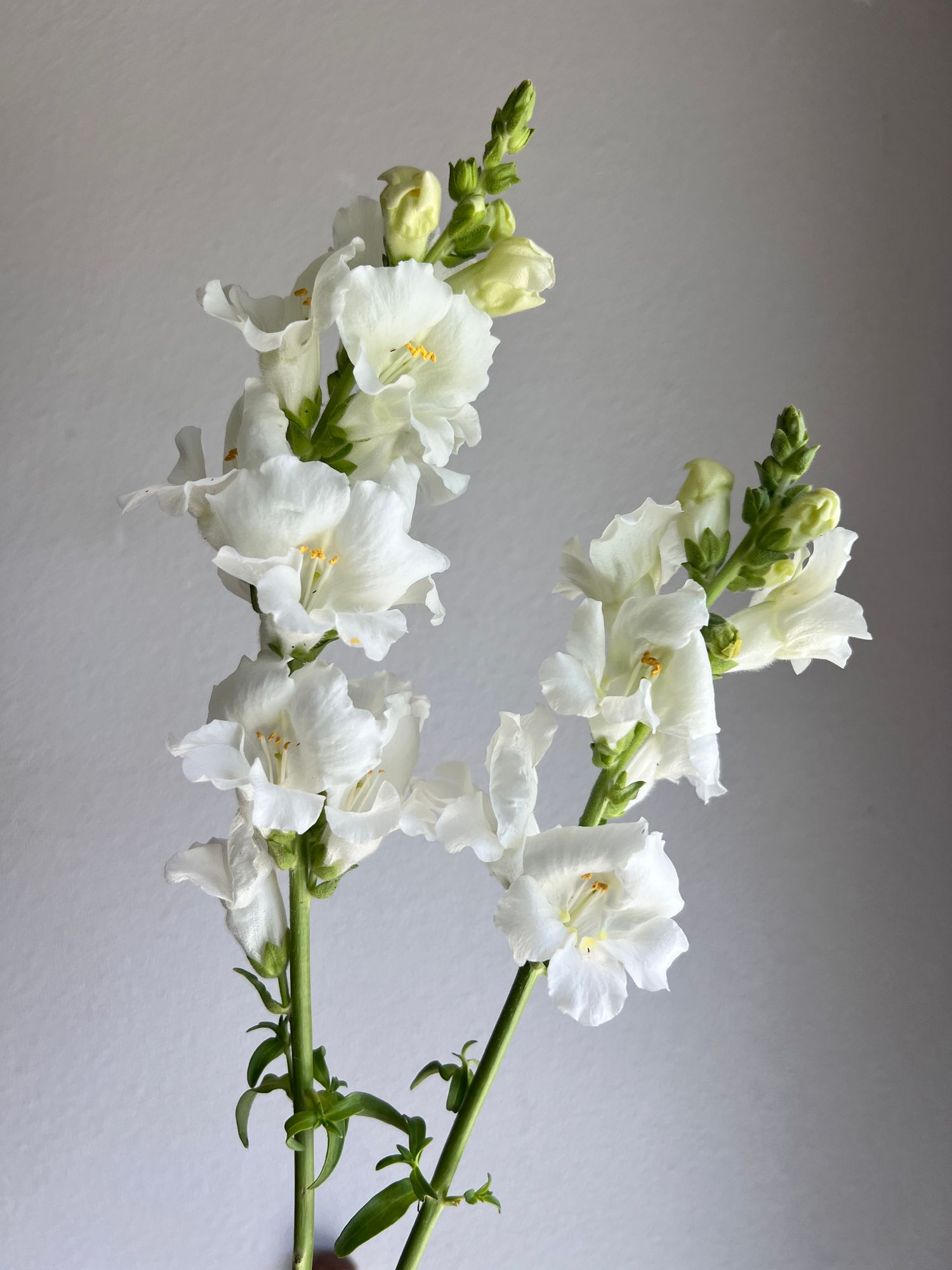 ANTIRRHINUM majus Chantilly