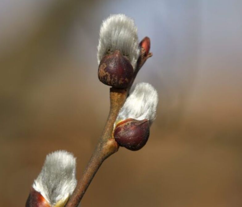 SALIX discolor