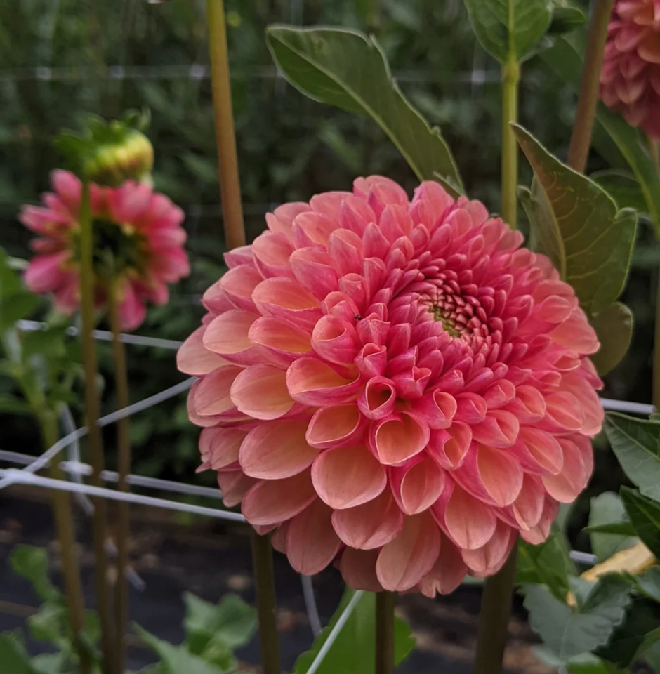 DAHLIA Coseytown Bounty