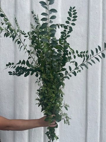 LIGUSTRUM