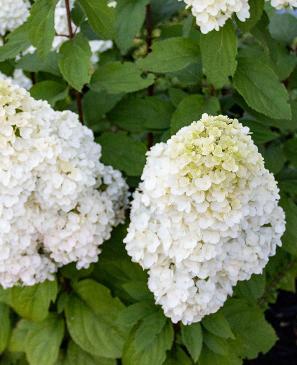 HYDRANGEA paniculata
