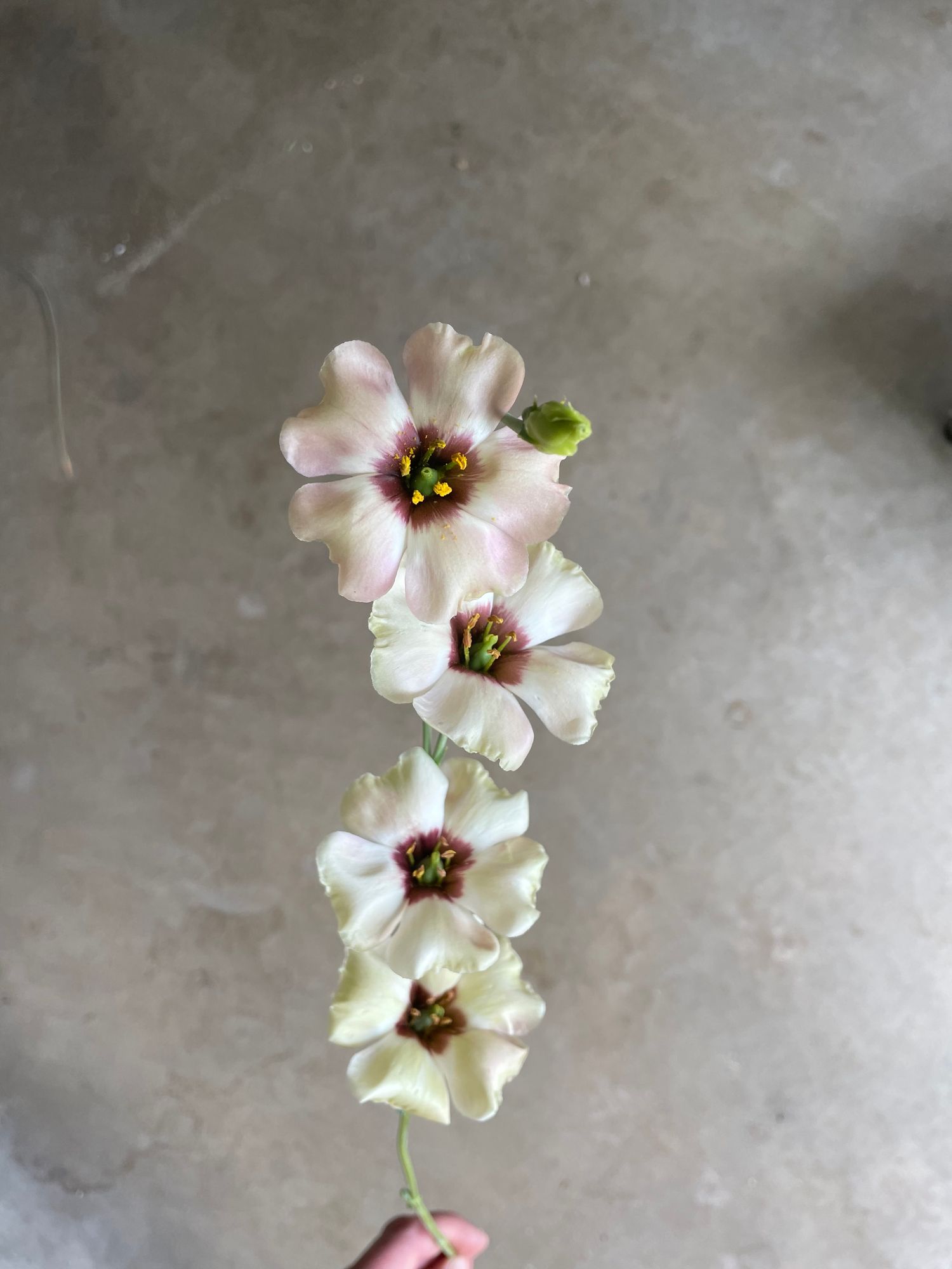 EUSTOMA grandiflorum Puccino Chocolate