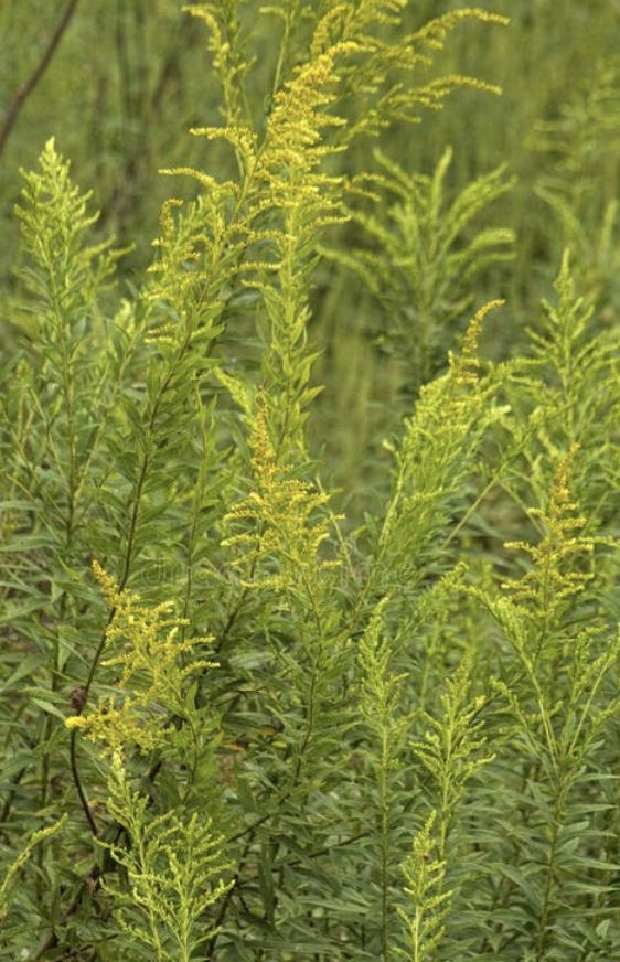 SOLIDAGO canadensis