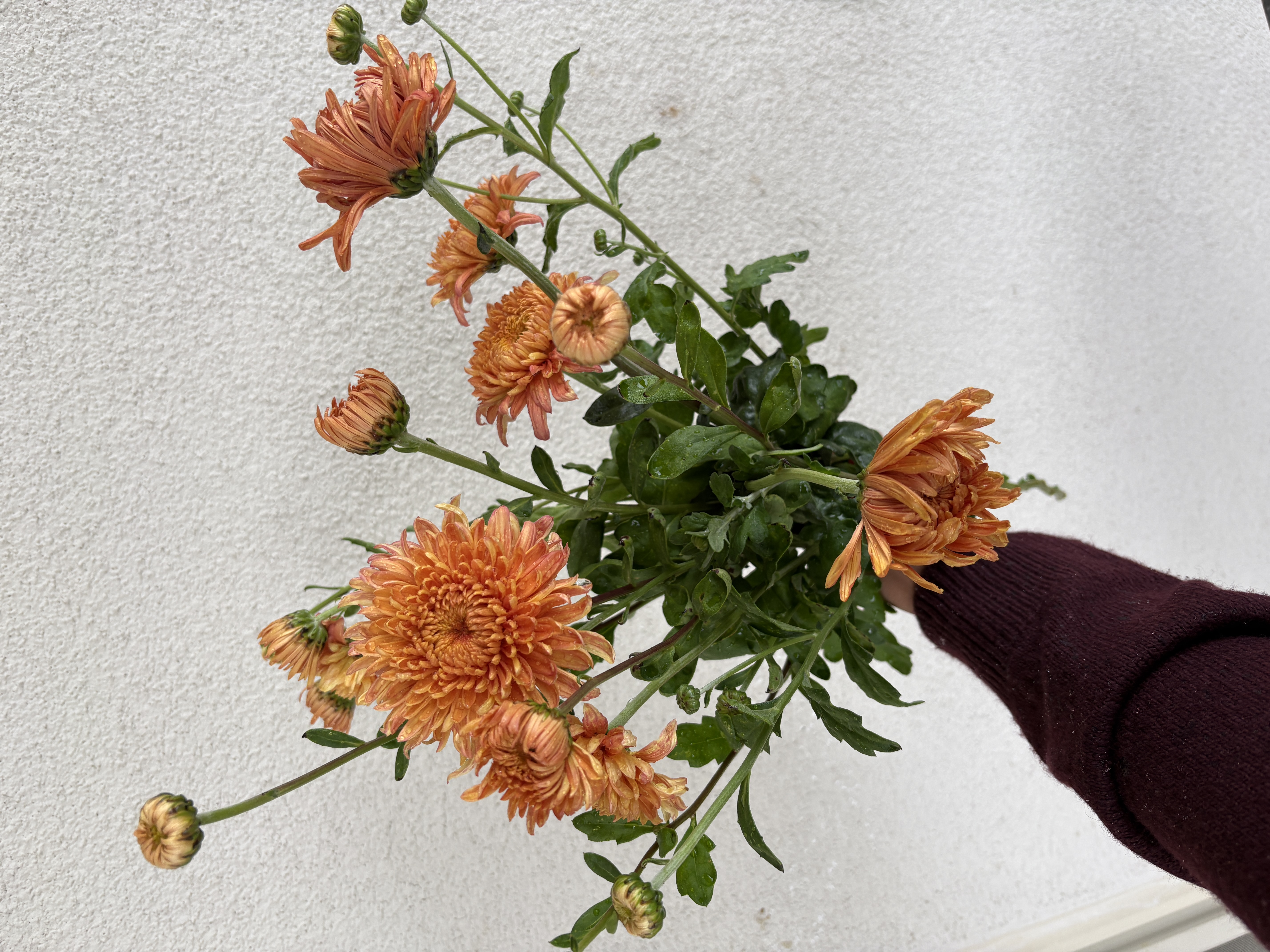 CHRYSANTHEMUM