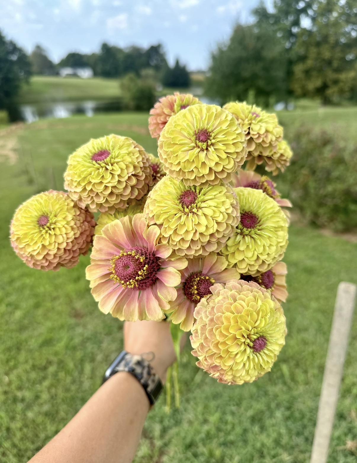 ZINNIA elegans Queeny Series