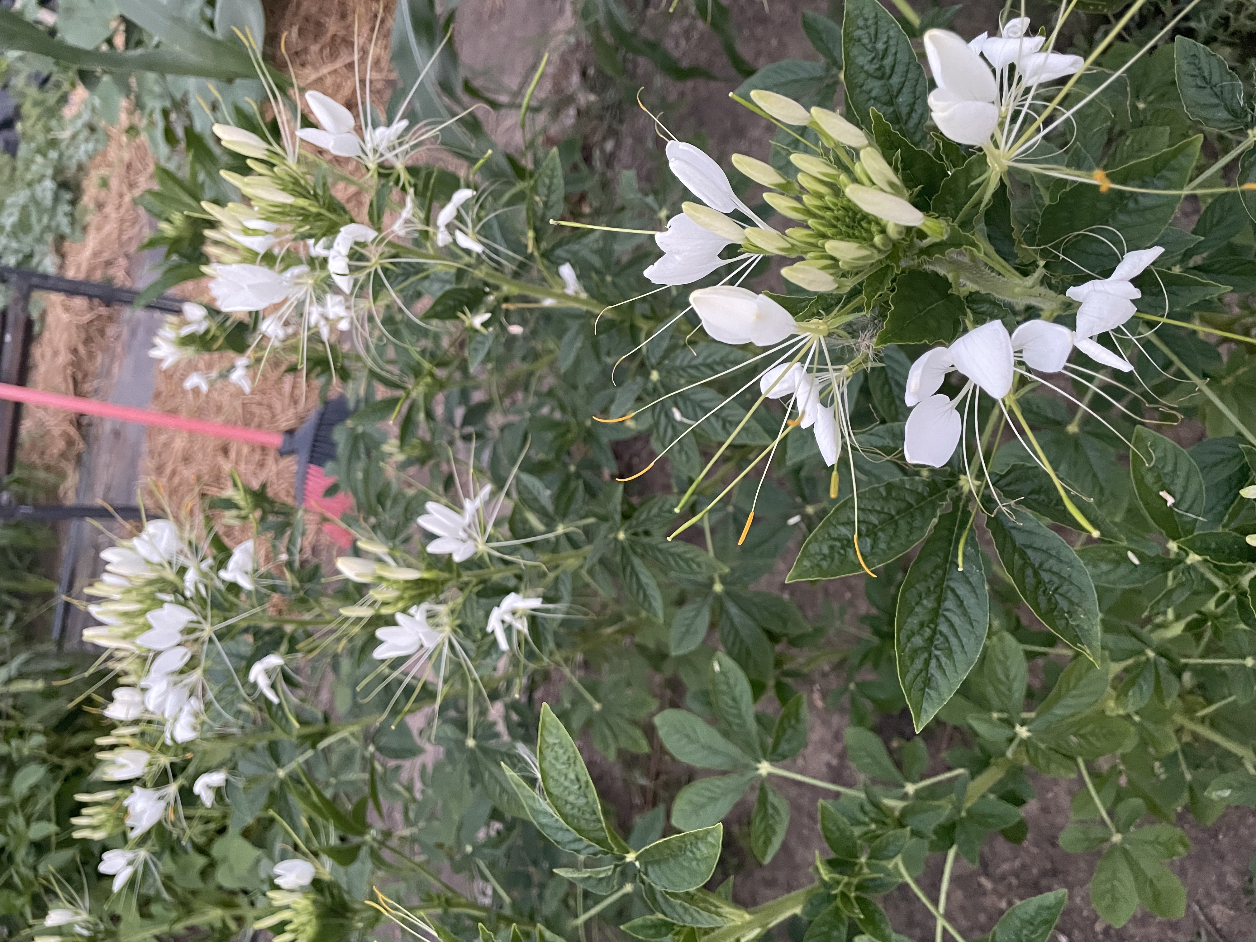 CLEOME hassleriana White Queen