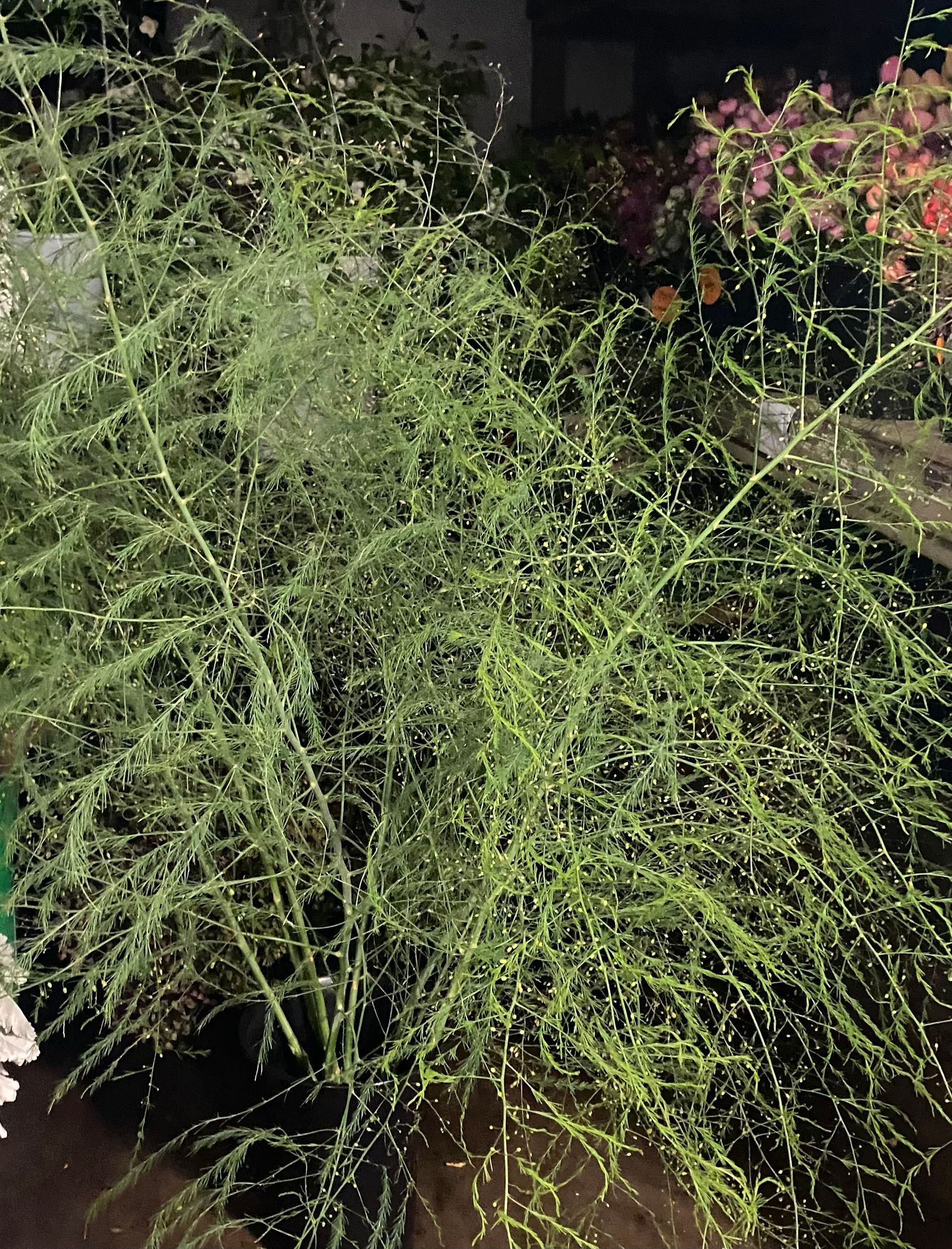 ASPARAGUS officinalis