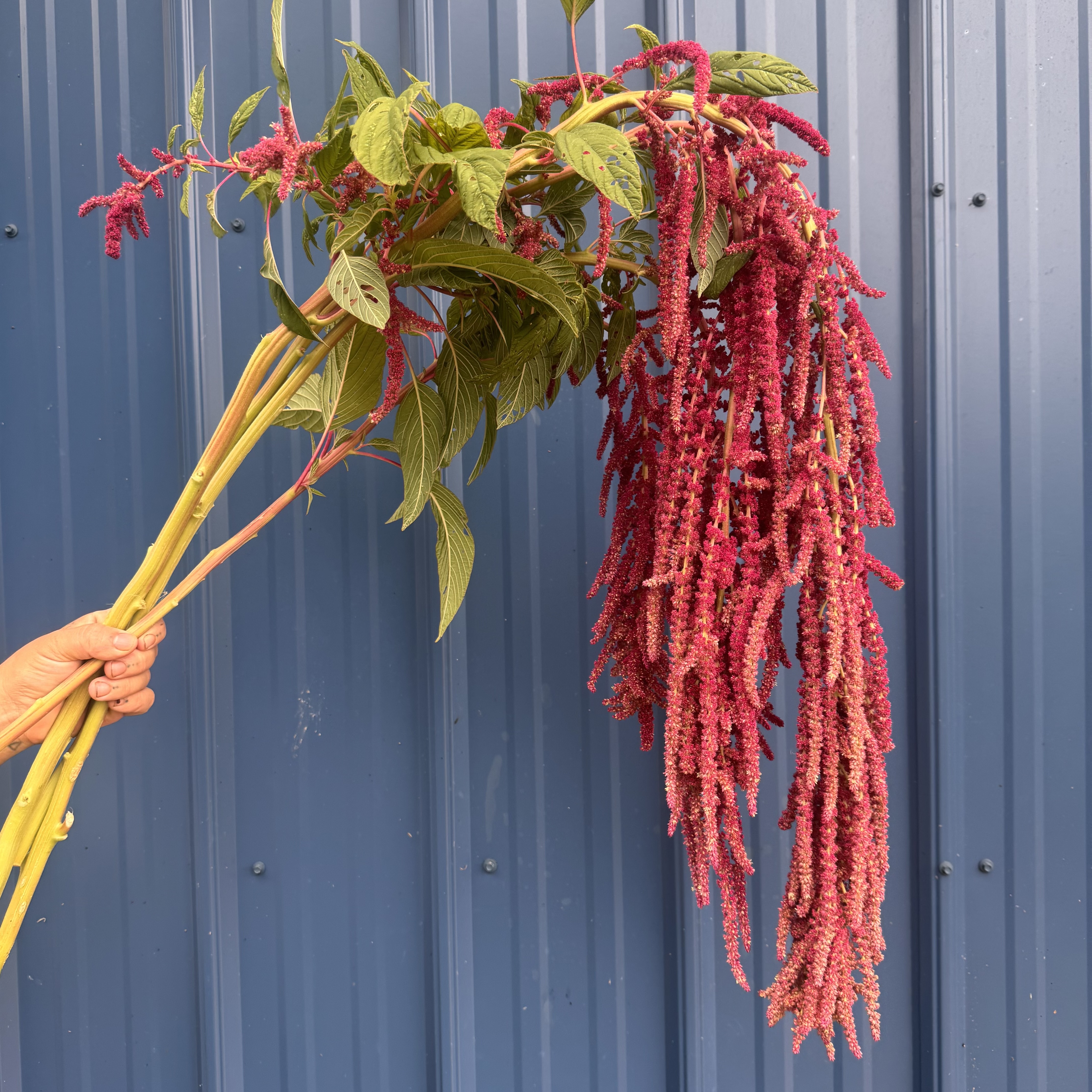 AMARANTHUS caudatus Coral Fountains