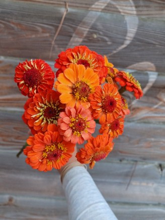 ZINNIA