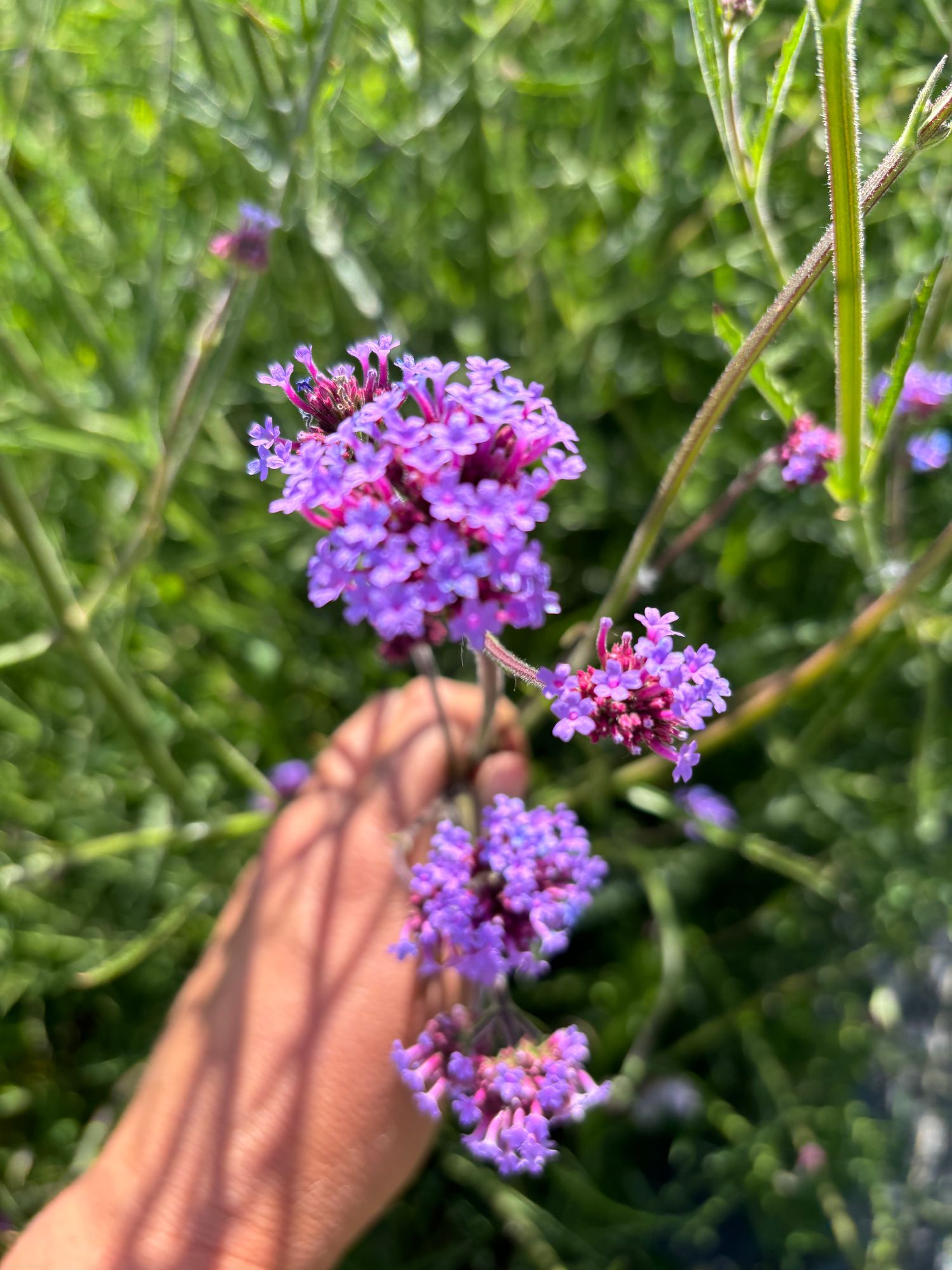 VERBENA bonariensis