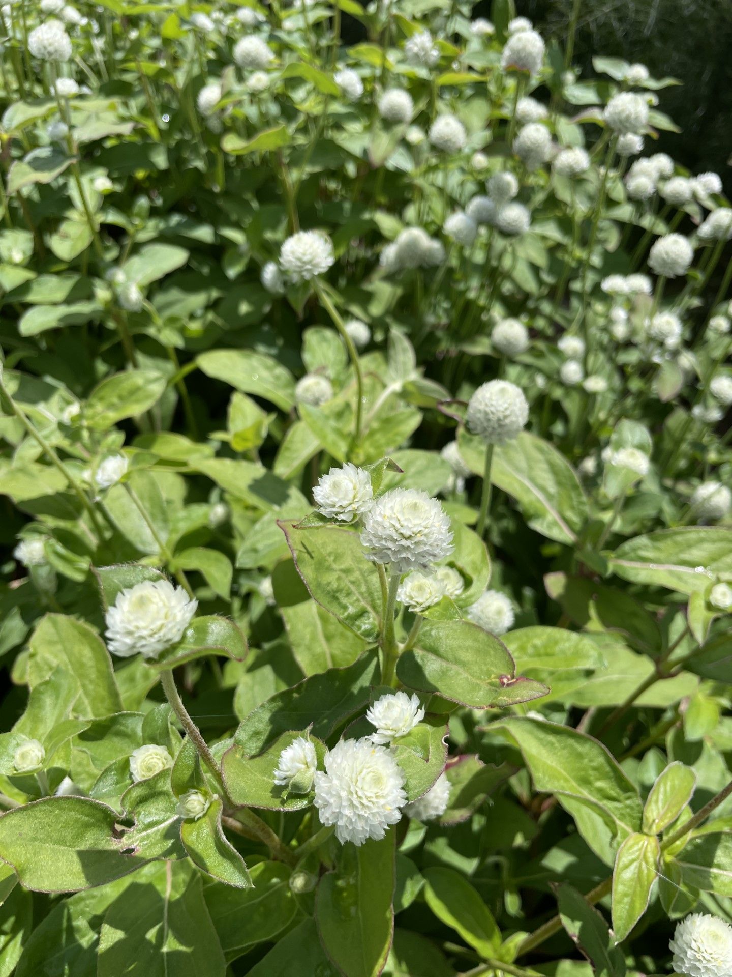 GOMPHRENA globosa QIS