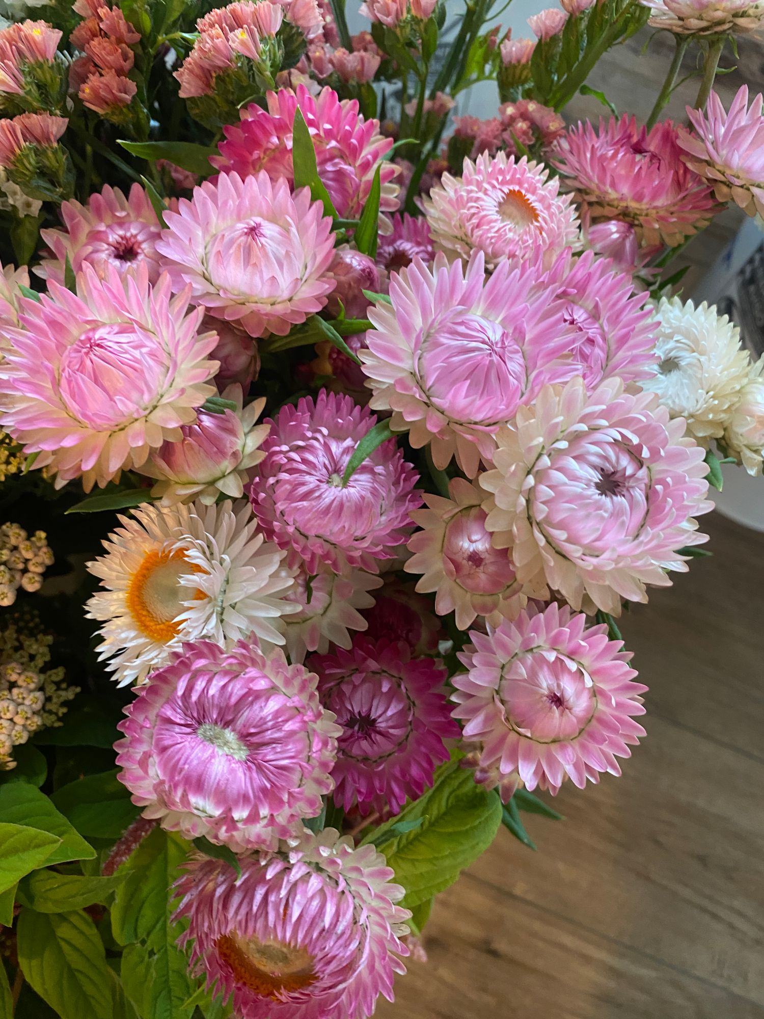 XEROCHRYSUM bracteatum Silvery Rose