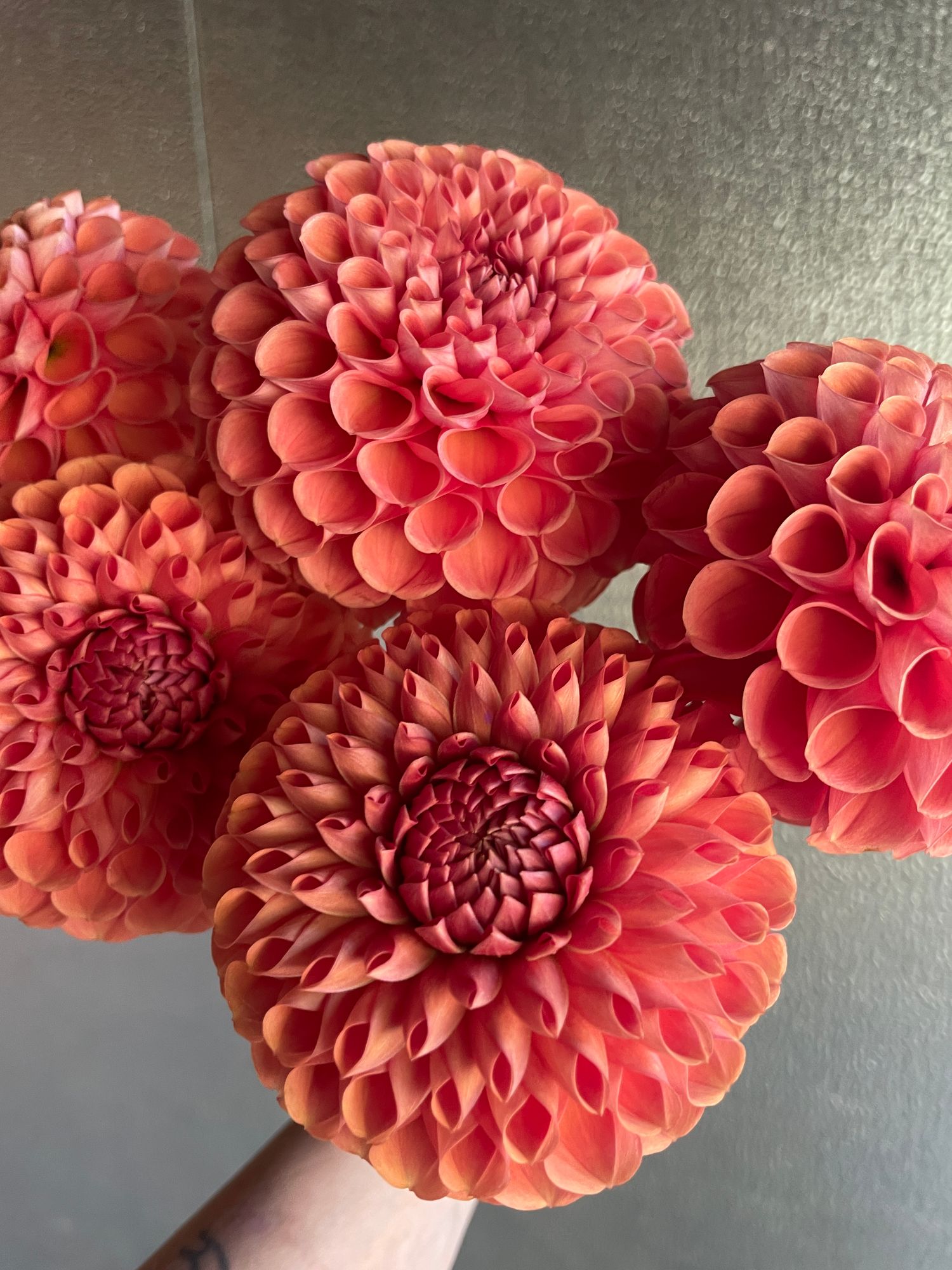 DAHLIA Cornel Bronze