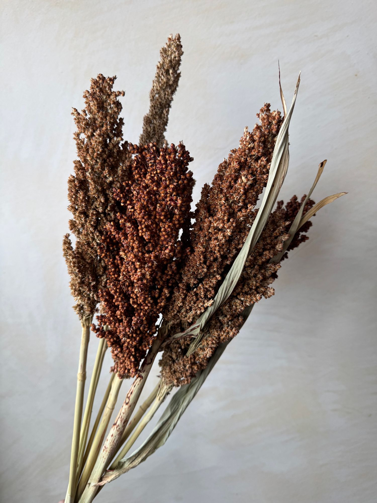 SORGHUM bicolor