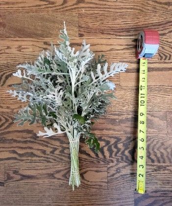SENECIO cineraria