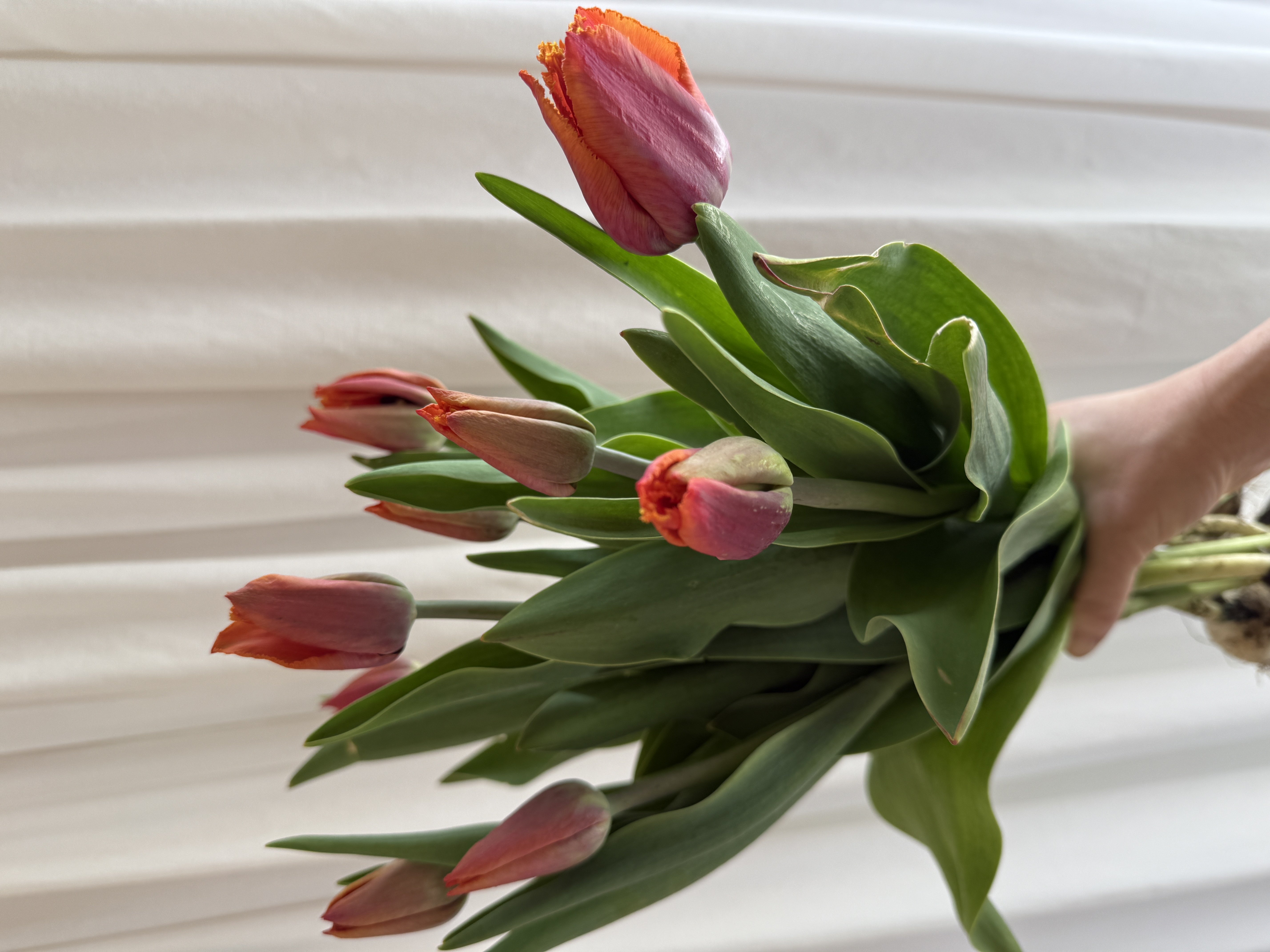 TULIPA Louvre Orange