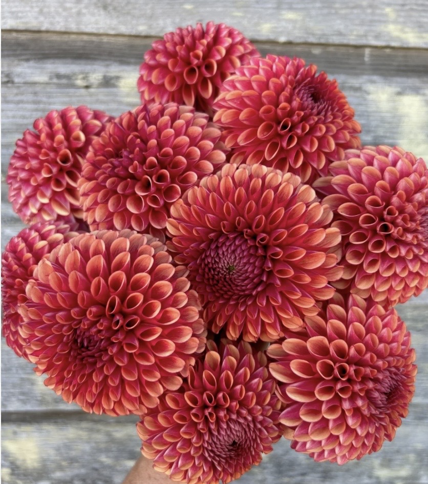 DAHLIA Copper Boy