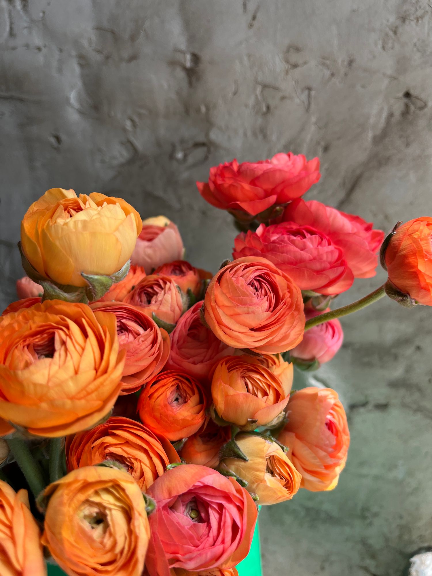 RANUNCULUS