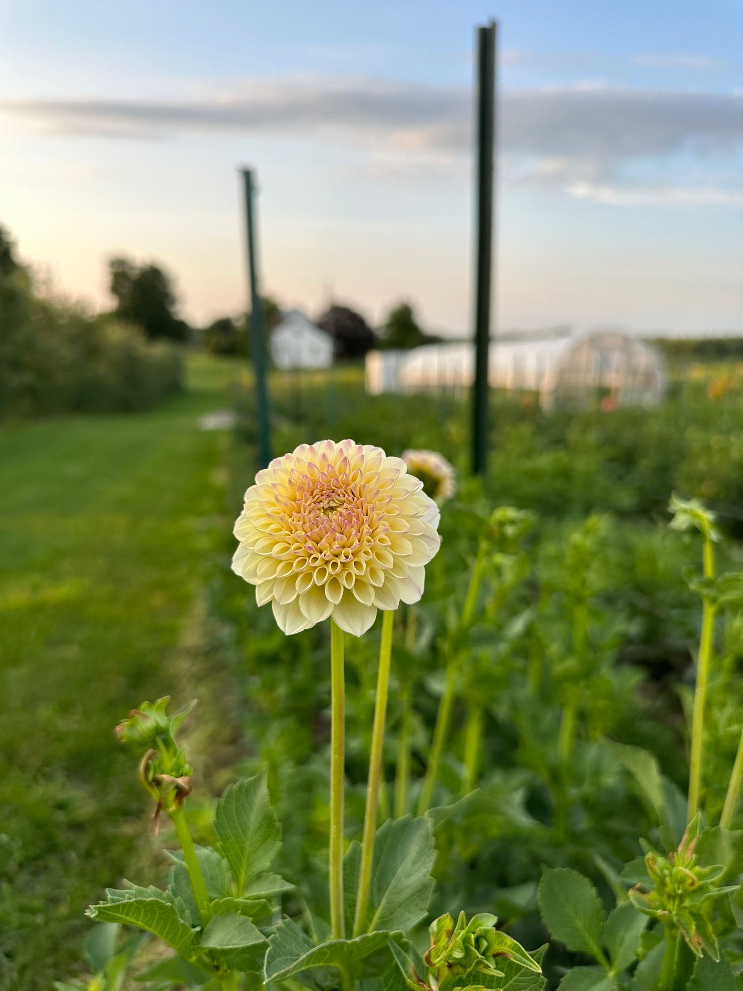 DAHLIA Creamy