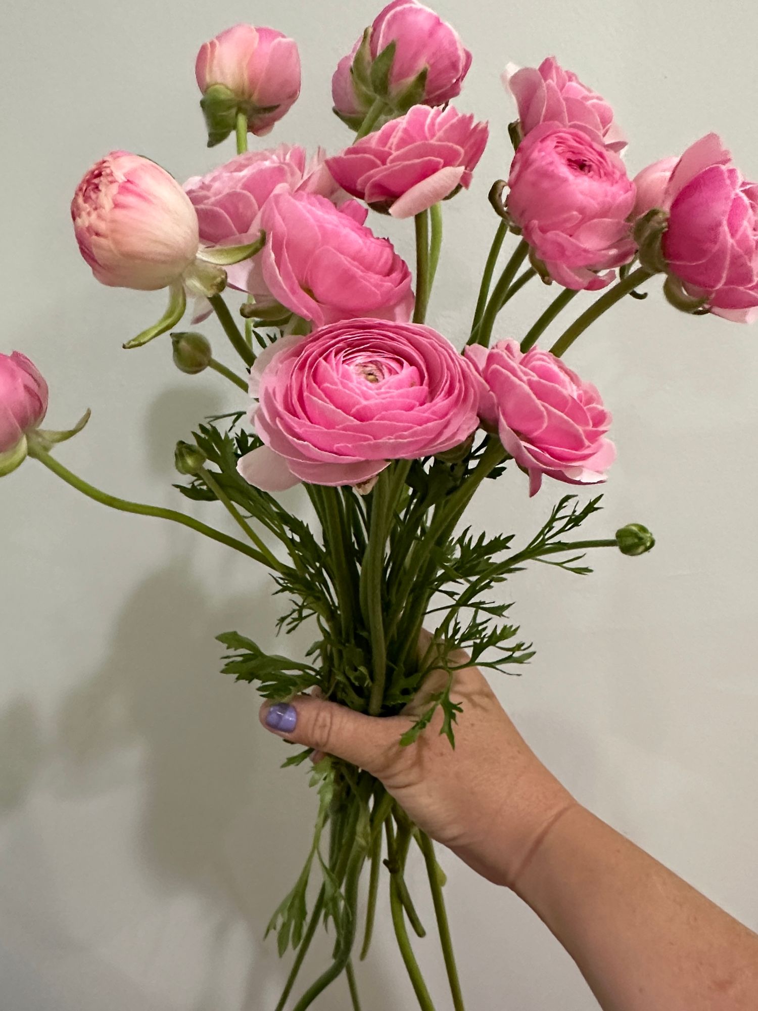 RANUNCULUS Amandine Porcelain