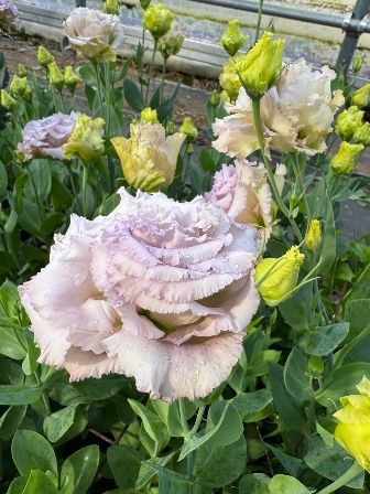 EUSTOMA grandiflorum Blue Chateau