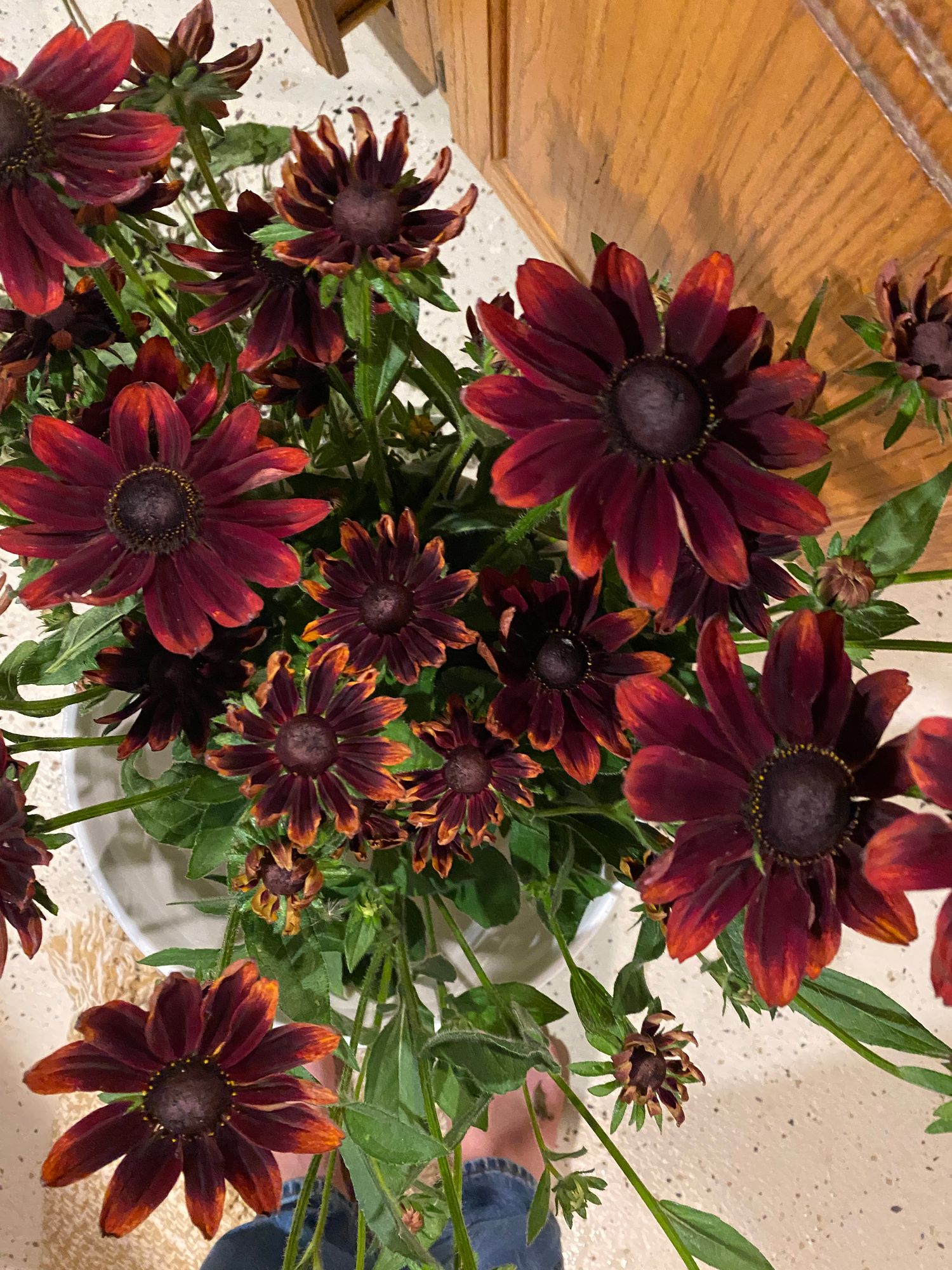 RUDBECKIA hirta