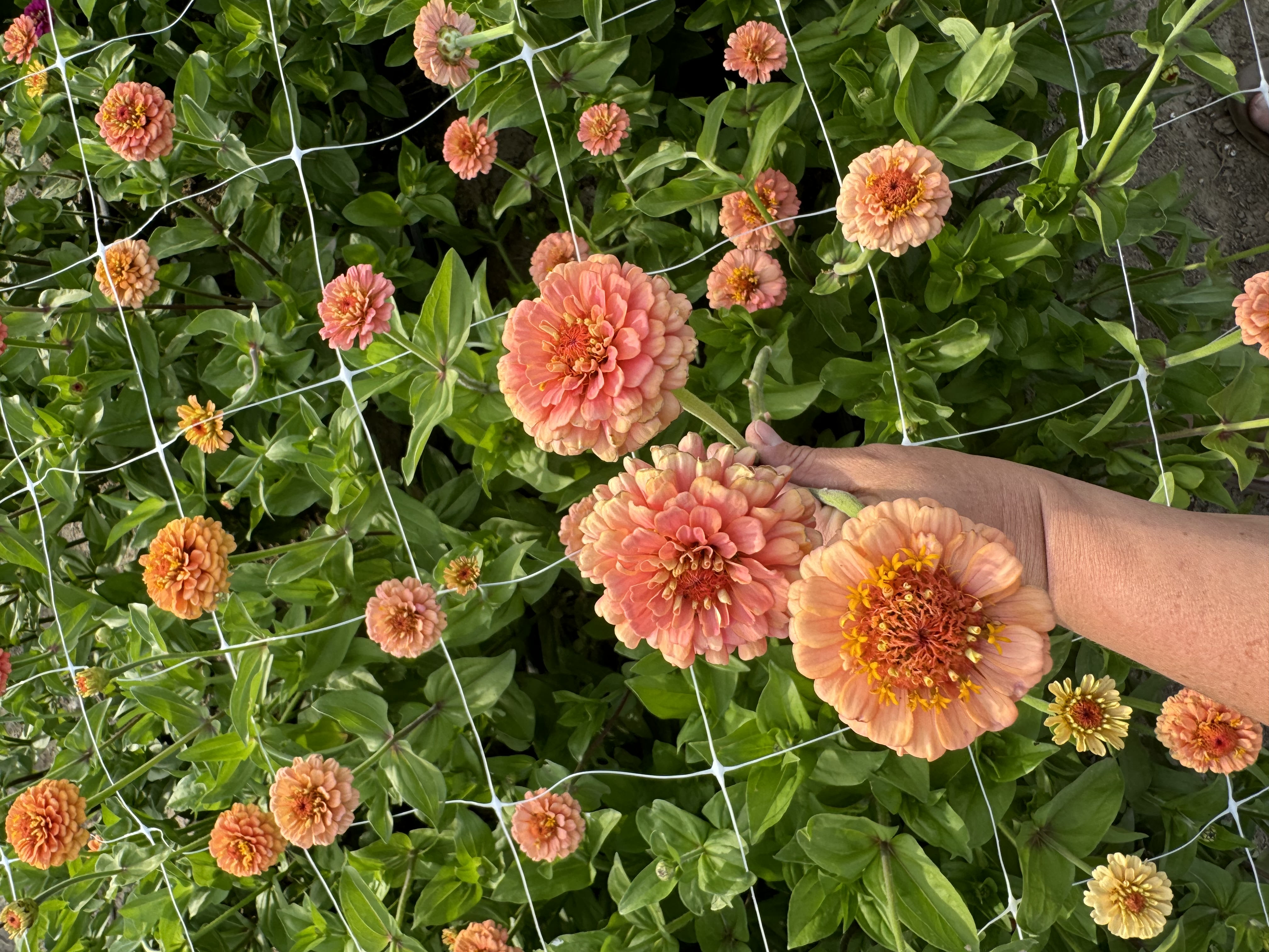 ZINNIA elegans Oklahoma Salmon