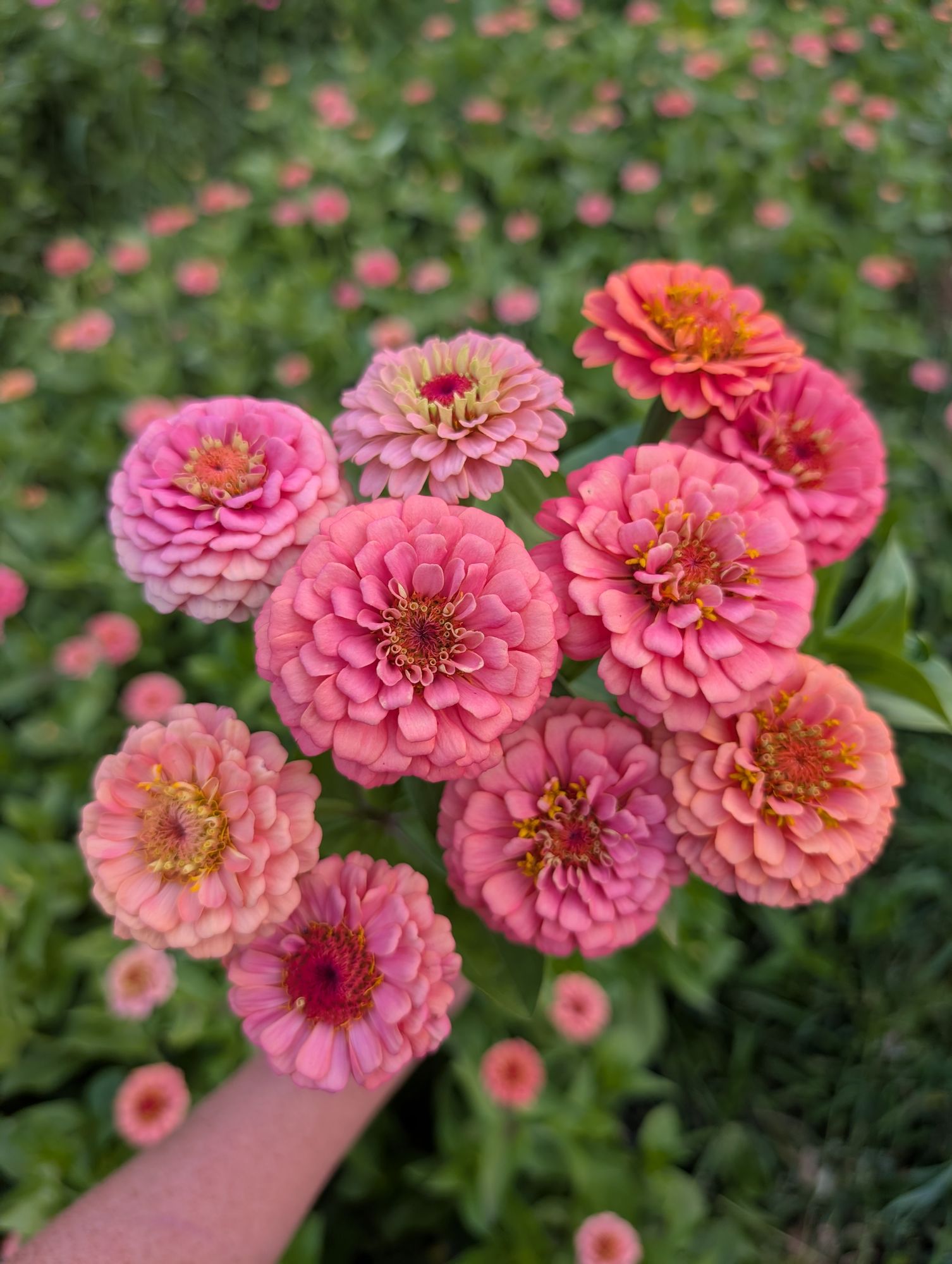 ZINNIA elegans Oklahoma Salmon