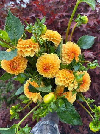 DAHLIA Golden Scepter