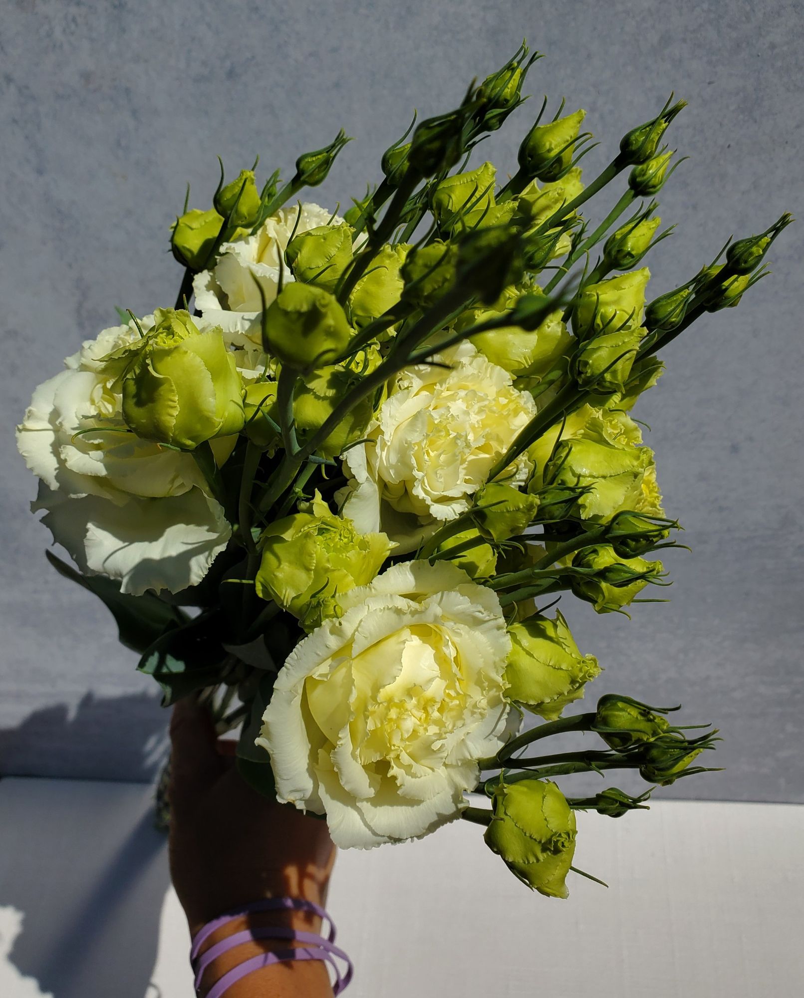 EUSTOMA grandiflorum Voyage White
