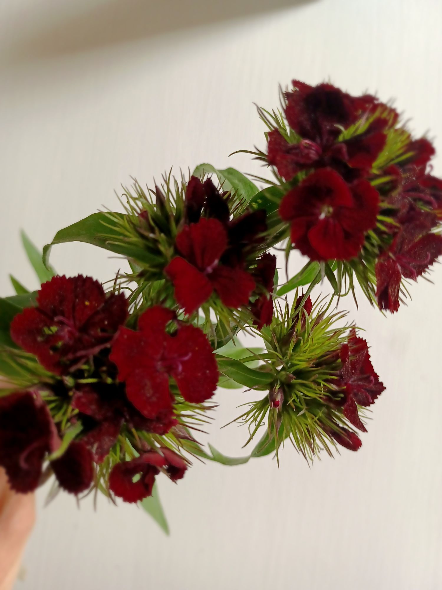 DIANTHUS barbatus Sweet Black Cherry