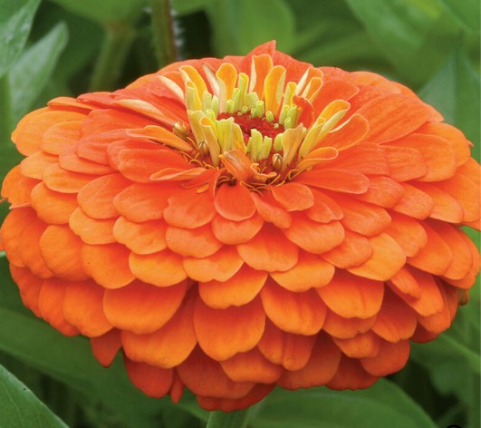 ZINNIA elegans Benary's Giant Orange